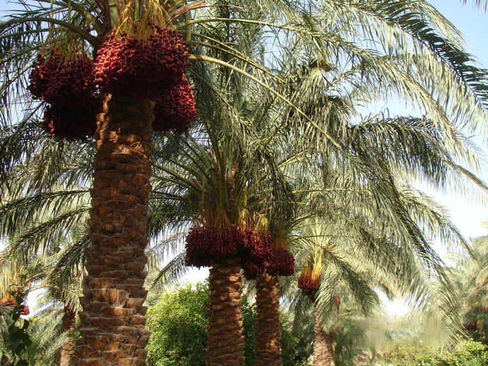 date palm